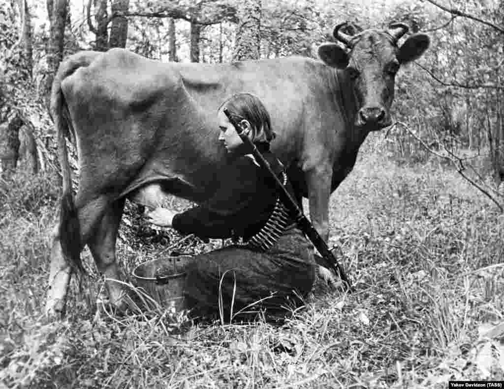 Партизанка дои крава през 1943 година.