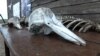 Tens Of Thousands Of Dead Dolphins Among Environmental Casualties Of Ukraine War video grab 2
