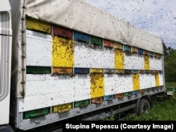 Apicultura pastorală este practicată în special de apicultorii care doresc să obținută o cantitate mare de miere.