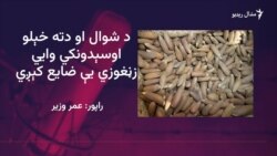  له شمالي وزیرستانه کډه شوي له حکومته د زڼغوزو ټولولو اجازه غواړي